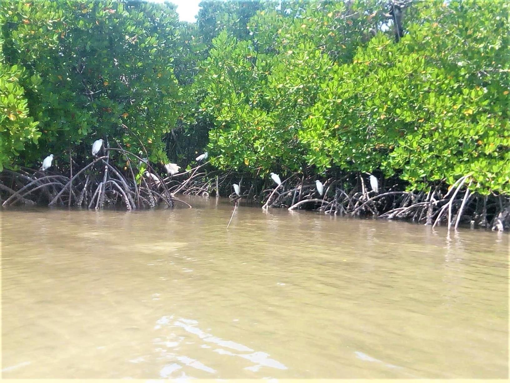 Mida Creek Nature Camp Campsite Watamu